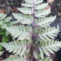 Athyrium niponicum pictum 'Red Beauty'